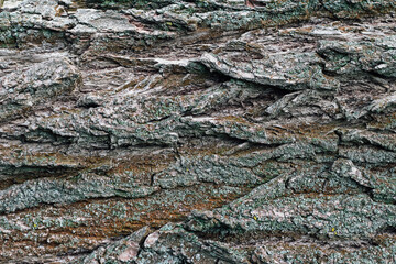 The bark of a tree in the forest. Place for text.