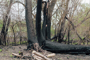 Burnt wood texture, coals. Consequences of a forest fire.