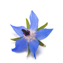 Borage flower