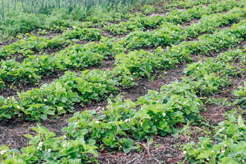 Rows of flowering strawberry bushes on a farm.