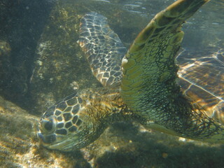 Fototapeta premium Cayman Islands Turtle Swimming Underwater