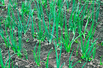 Onions in the garden. Weeds.