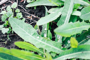 Dew drops on Euphorbia waldsteinii plants.