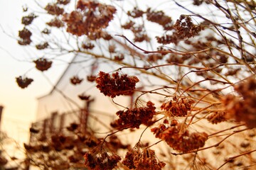 autumn in the forest