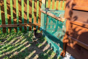 A brown domestic chicken standing in front of a wooden henhouse in the countryside. © Michal