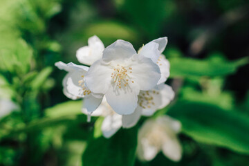Obraz na płótnie Canvas Blooming jasmine in the garden. white flowers close up.