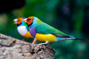 Birds