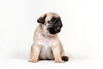 Obraz premium Pug dog sits on white background