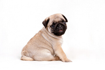 Pug dog sits on white background