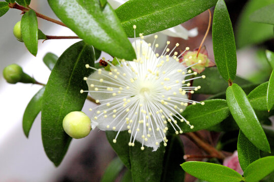 Bud myrtle or Myrtus communis close-up.