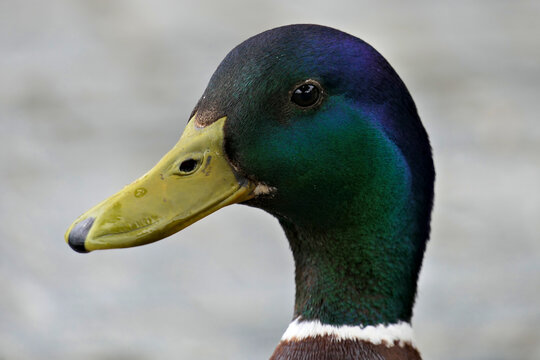 Duck head on sale