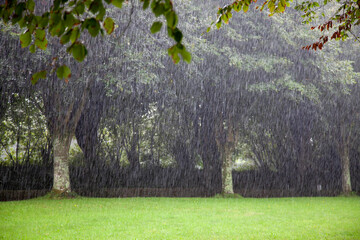 arbres sous la pluie