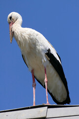 White stork or ciconia ciconia from below perched on a roof with blue sky