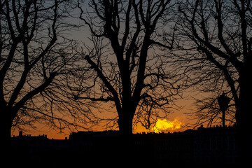Silhouettes of trees in the morning city