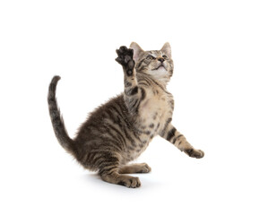 Cute tabby kitten playing on white