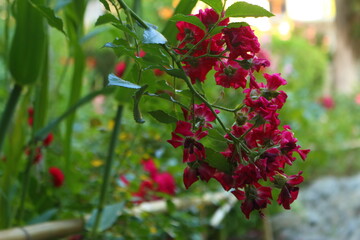 Rose Climbing Flammentanz