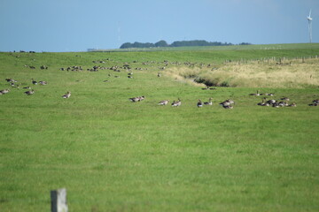 Geese in the nature reserve near Neßmersiel, North Sea, Germany