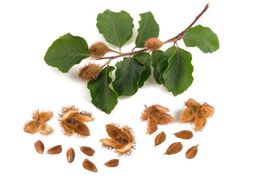 Beech branch with beechnuts
