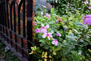 flowers in the garden