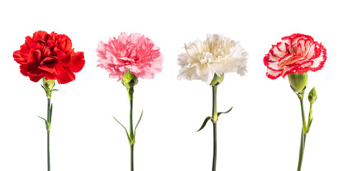 Carnations group