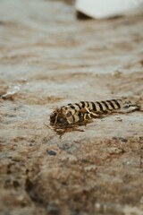 Creatures of the ocean