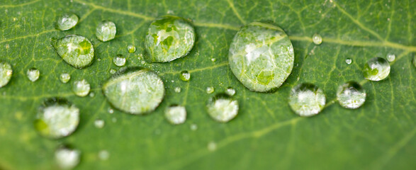 Transparent drops of dew on green leaves