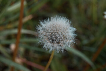 thistle flower in the wind