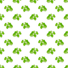 medical herbal seamless pattern over white background. celandine or chelidonium leaf background backdrop