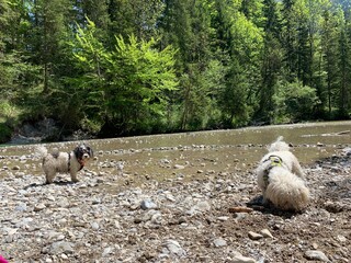 hunde im wasser
