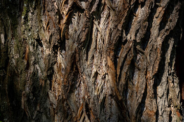 Fragments of the rough brown bark of an old tree on a Sunny day. Natural background or Wallpaper