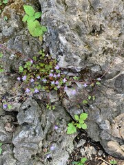 moss on stone