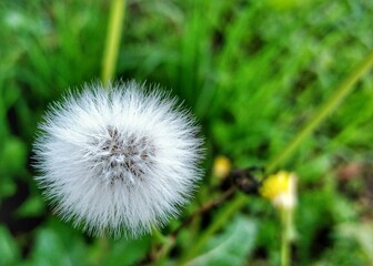 dandelion on green background