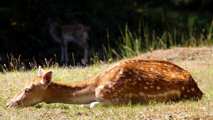 Deer laying down