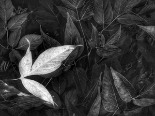 leaves on the ground