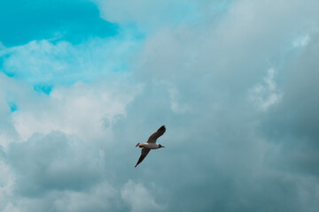 bird in the sky