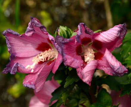 clematis,  hibiscus,  fleurs jumelles en voie de fanaison