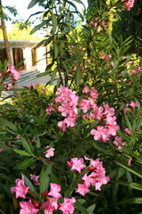Fototapeta na wymiar flowering oleander (nerium oleander)