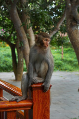 A pensive monkey sits on a wooden fence. Cute monkey on the background of the forest. Monkey Island in China.