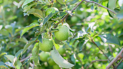 Green sour apples growing in the garden. Beauty of the nature, gardening concept.