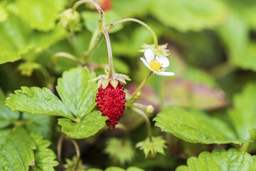 Close up macro view of wild strawberry bush isolated. Red berries and green leaves. Beautiful nature background.