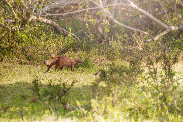 Banded Mongoose Mungos Mungo Family photo in Kenya, Africa National Park