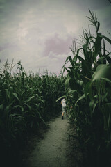 young boys lost in spooky summer corn maze run, chasing and playing in labyrinth adventure with...