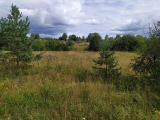 Obraz premium Landscape with summer meadow and young pines