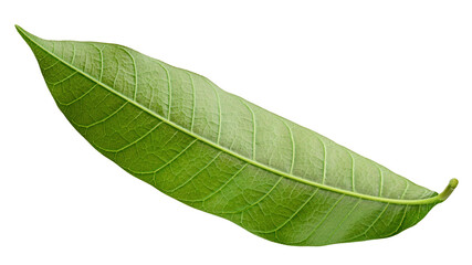 Obraz premium Mango leaf isolated on white background, clipping path, full depth of field