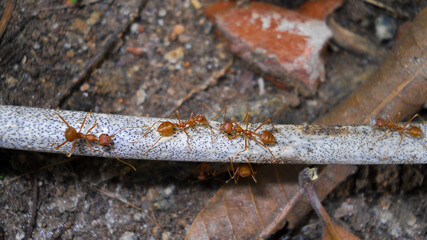 red ants