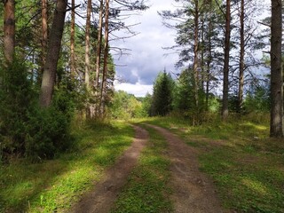 road in the pine  forest