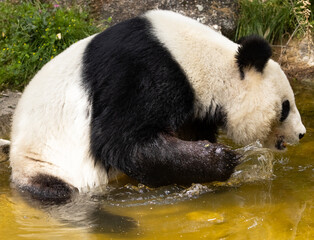 Pandabähr im Tiergarten Schönbrunn