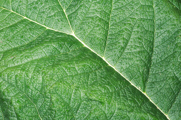 Naklejka na ściany i meble Burdock leaf texture. Green nature eco pattern. Leaf vein structure background. Wild growing plant cells.