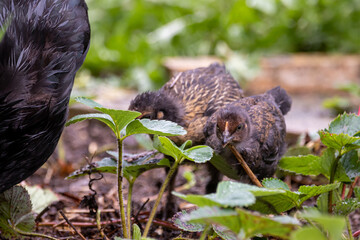 Haushuhn und ihre Küken