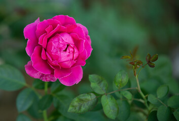 pink rose in garden